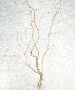 Gold Curly Willow