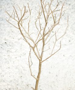 Gold Manzanita Branch