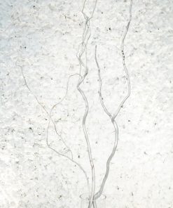 Silver Curly Willow