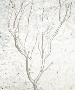 Silver Manzanita Branch