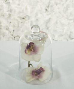 Orchid in Glass Cloche (set)